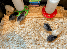 a group of chickens are sitting on a pile of wood shavings in a cage