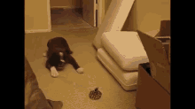 Boxer Puppy Vs Bag Of Marbles GIF