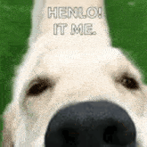 Henlo Dog GIF - Henlo Dog Funny Dog GIFs