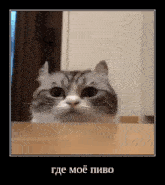 a cat is peeking over a table and looking at the camera with a foreign language caption .