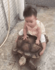 小孩 乌龟 爬 GIF - Kid Turtle Crawl GIFs