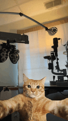 a cat is taking a selfie in front of an ophthalmologist 's equipment