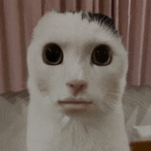I Will Eat You Cat GIF
