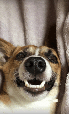 a brown and white dog with its mouth open