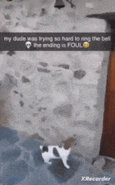 Dog Doorbell GIF - Dog Doorbell Dog Rings Doorbell GIFs