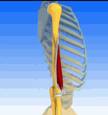 Anatomy Braquial GIF - Anatomy Braquial Muscle GIFs