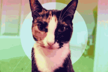 a calico cat with a white spot on its nose looks at the camera