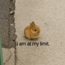 a small brown rabbit is sitting on a sidewalk next to a sign that says i am at my limit