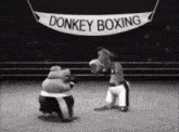 two donkeys boxing in a ring under a banner that says donkey boxing