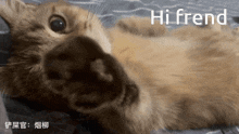 a cat laying on its back with the word hi frend written above it