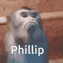 Phillip Rin GIF - Phillip Rin Discord GIFs