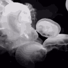 Jelly Fish Swim GIF - Jelly Fish Swim Sea Creature GIFs