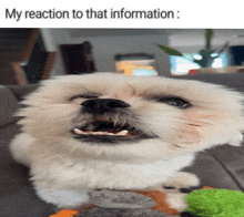 a small white dog laying on a couch with its mouth open and the words my reaction to that information below it