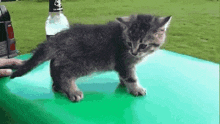 Hurricane Party Party Hard GIF - Hurricane Party Party Hard Cute GIFs