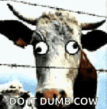 Cow Derp GIF