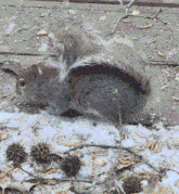 a squirrel is laying on the ground with its tail spread out