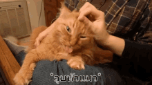 ลูบหัวแมว เล่นกับแมว โอ๋ GIF - Rub Cat Head Rubs Cat Head Rubbing Cat Head GIFs