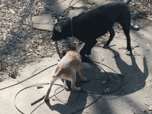 Dogs Puppy GIF - Dogs Puppy Stick GIFs