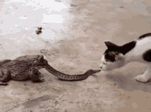 Frog Snake GIF - Frog Snake Cat GIFs