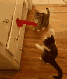 two cats are playing with a toy in a drawer .