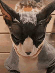 a close up of a hairless cat 's face