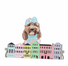 cute doggo dog fashion charleston south carolina rainbow row