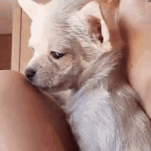 Manugavassi Chihuahua GIF - Manugavassi Chihuahua Dog GIFs