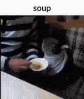 Cat Soup Meme GIF - Cat Soup Meme GIFs