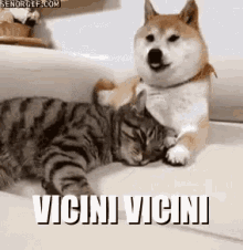 Vicini Cane Gatto Animali Coccole Ti Amo Mi Manchi Dobbiamo Stare GIF - Pet Cat Dog GIFs