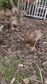 a group of ducks are standing in a pile of mulch