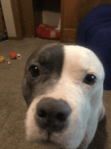 a close up of a dog 's face looking at the camera