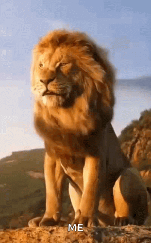 Lion King GIF - Lion King Animal - Discover & Share GIFs