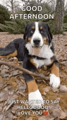 Excited Good Afternoon GIF - Excited Good Afternoon Dog GIFs