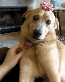 Funny Dog Scared Dog GIF - Funny Dog Scared Dog Omg - Discover