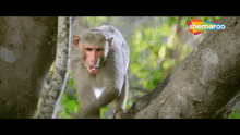Monkey Salute Dhamaal GIF - Monkey Salute Dhamaal Monkey GIFs