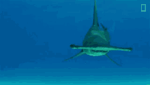 looking for food nat geo explores patrol hammerhead shark hunting