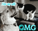 a dog and a cat are standing next to each other and the cat says omg on the bottom