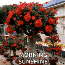 Good Morning Roses GIF - Good Morning Roses Morning Sunshine GIFs
