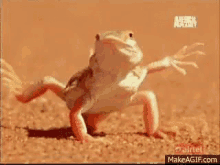 Frog Funny Frog GIF - Frog Funny Frog Crazy Frog GIFs