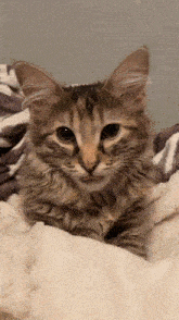 Cat Pussy GIF - Cat Pussy Lick GIFs