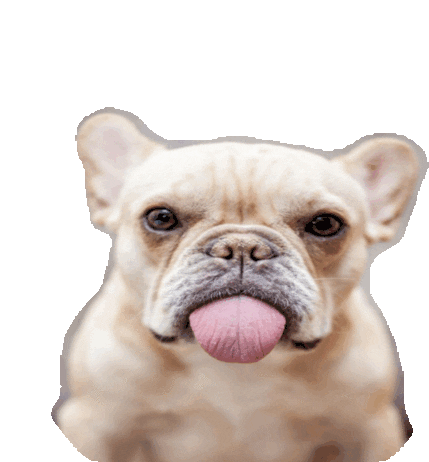 Lick Cute Sticker - Lick Cute Doggie Stickers