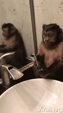 Viralhog Brushing Teeth GIF - Viralhog Brushing Teeth Monkey GIFs
