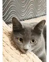 a gray cat with yellow eyes is laying on a blanket and looking at the camera