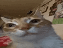 Orm Weird Cat Looking Stare GIF