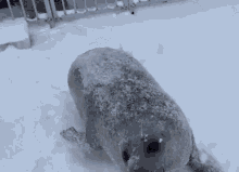 Seal Snow GIF - Seal Snow Playful GIFs