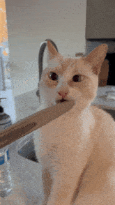 a white cat with a bottle of kirkland water nearby