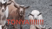 Tonya Goa Goa GIF - Tonya Goa Goa Goat GIFs