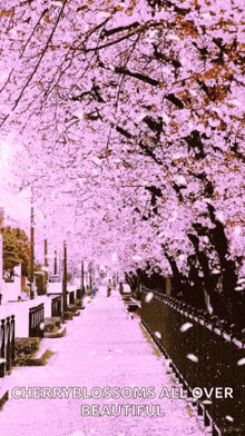 Flower Cherry Blossom GIF - Flower Cherry Blossom GIFs