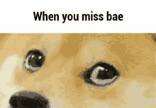 When You Miss Bae GIF - Miss Bae Dog GIFs
