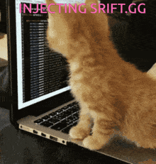 Cat Sriftgg GIF